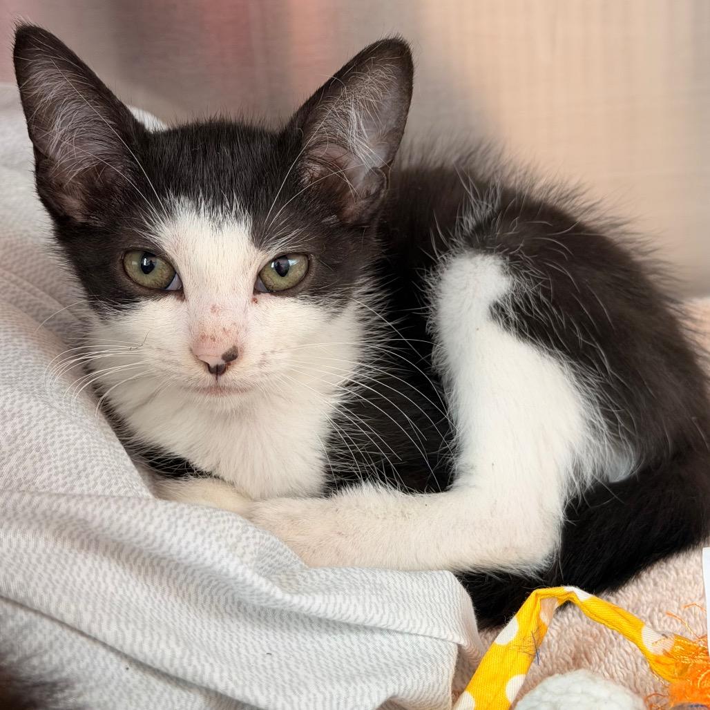 Squash, Adoptable, Kitten Female Domestic Short Hair & Domestic Short Hair.