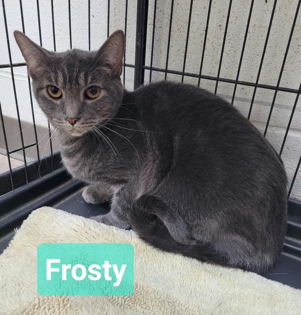 Enlarge Frosty, a Adoptable mixed breed in Richmond, IN image 1/2