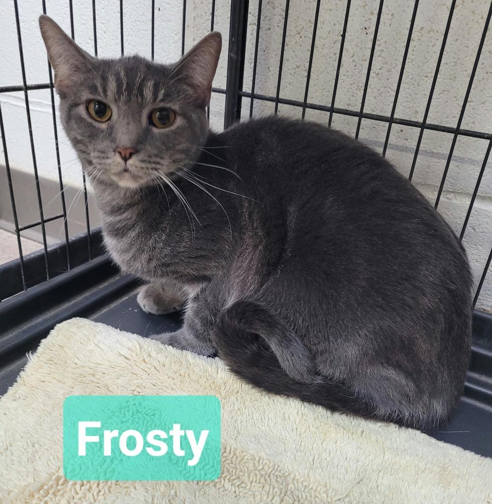 Enlarge Frosty, a Adoptable mixed breed in Richmond, IN image 2/2