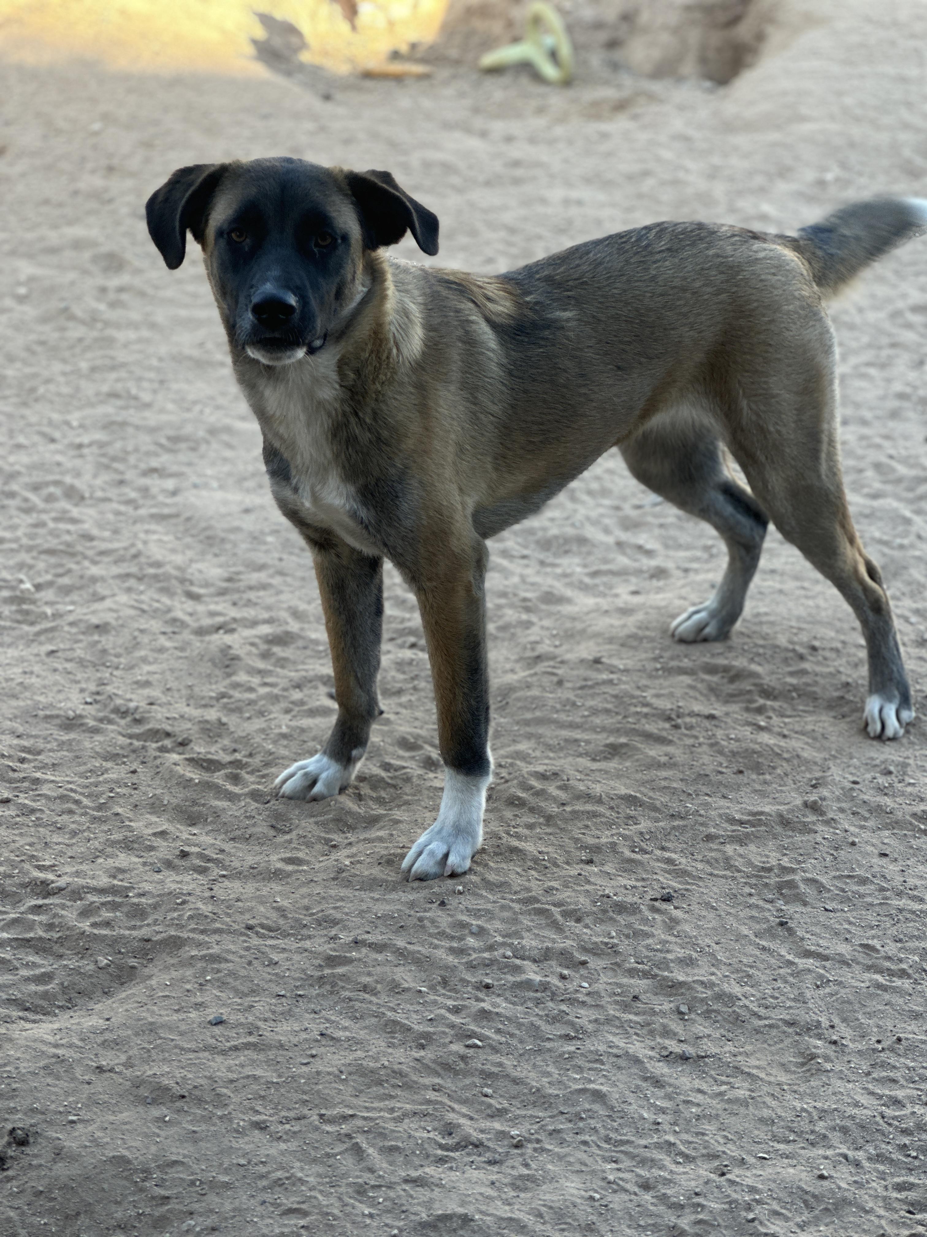 Morticia, Adoptable, Young Female German Shepherd Dog.