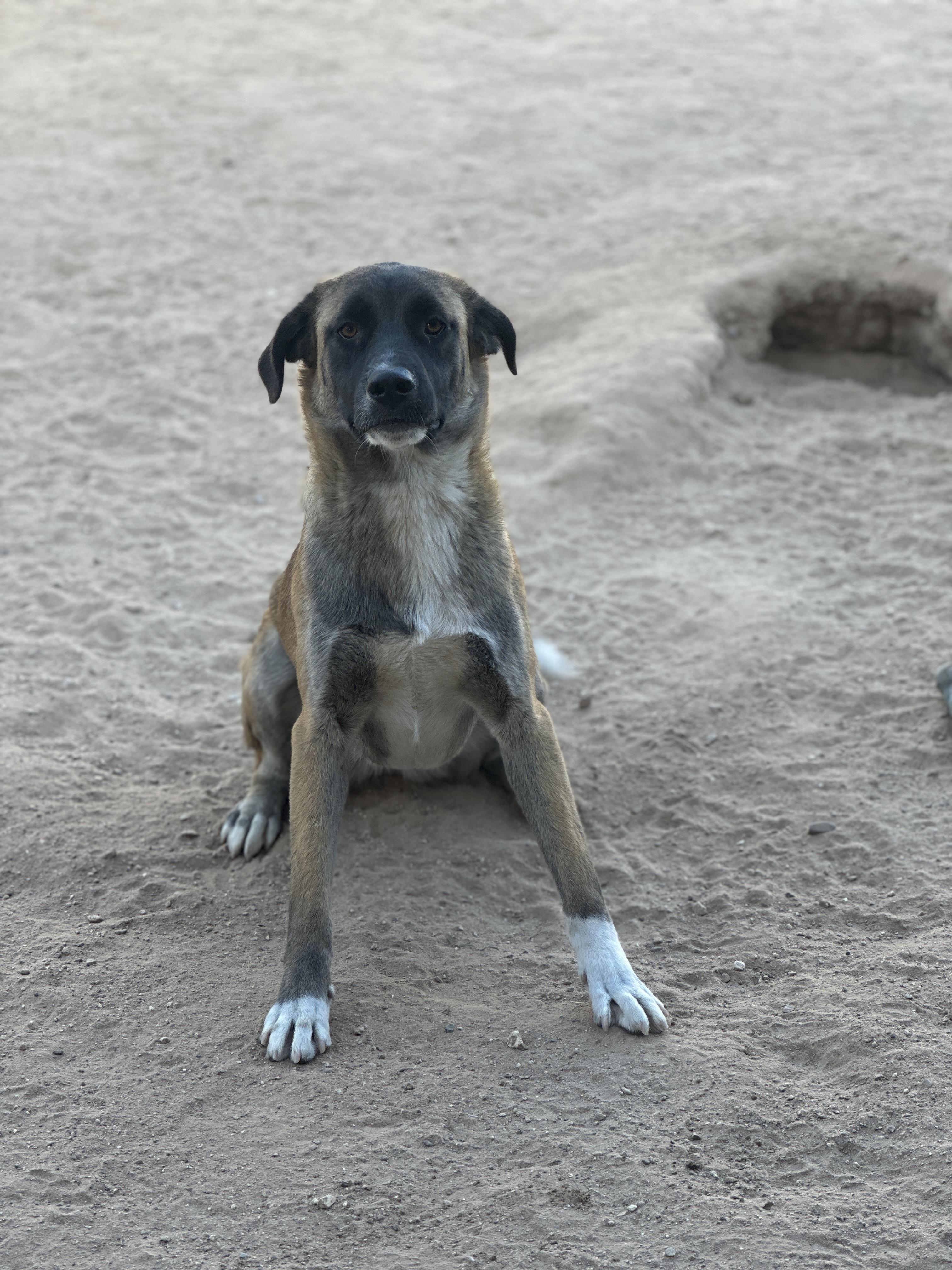 Morticia, a Adoptable German Shepherd Dog in Tucson, AZ image 3/5