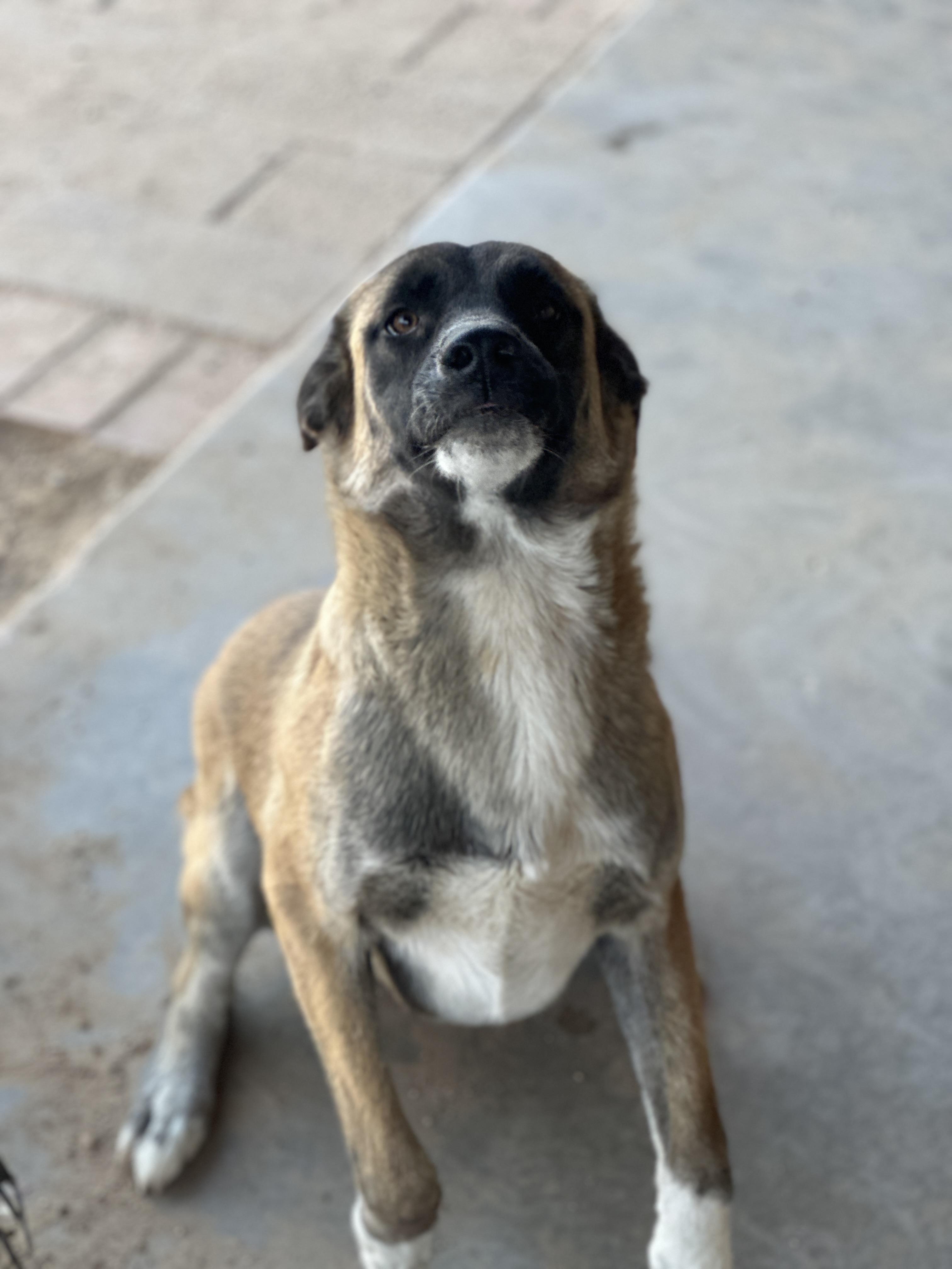 Morticia, a Adoptable German Shepherd Dog in Tucson, AZ image 5/5