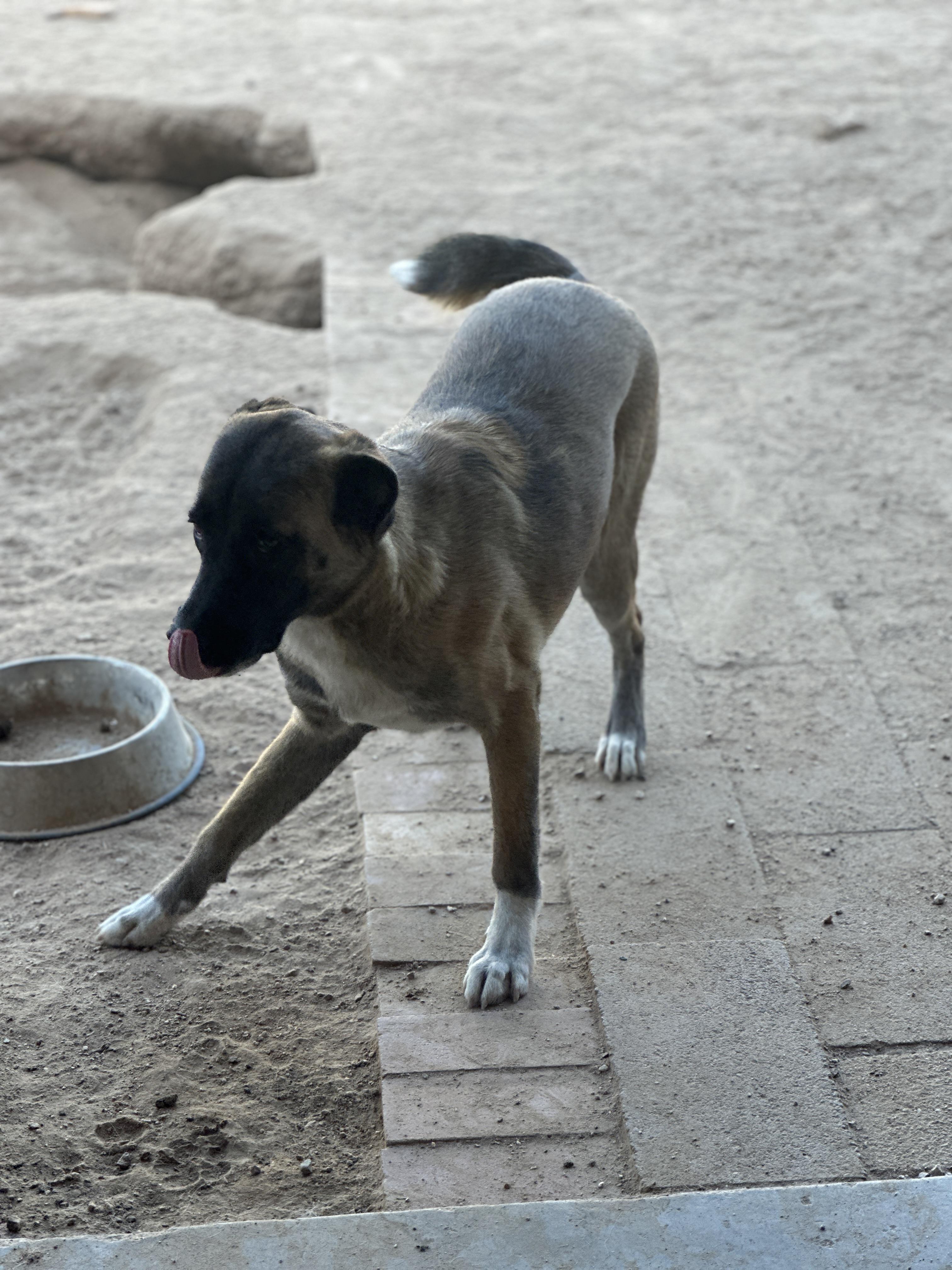Morticia, a Adoptable German Shepherd Dog in Tucson, AZ image 4/5