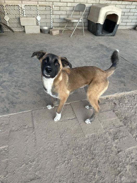 Morticia, a Adoptable German Shepherd Dog in Tucson, AZ image 2/5