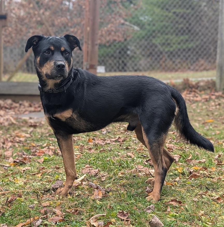 Max, a Adoptable mixed breed in Stanstead, QC image 5/6