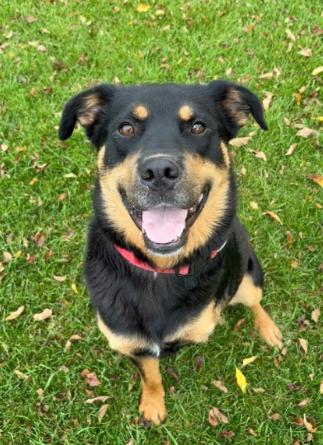 Max, a Adoptable mixed breed in Stanstead, QC image 1/6