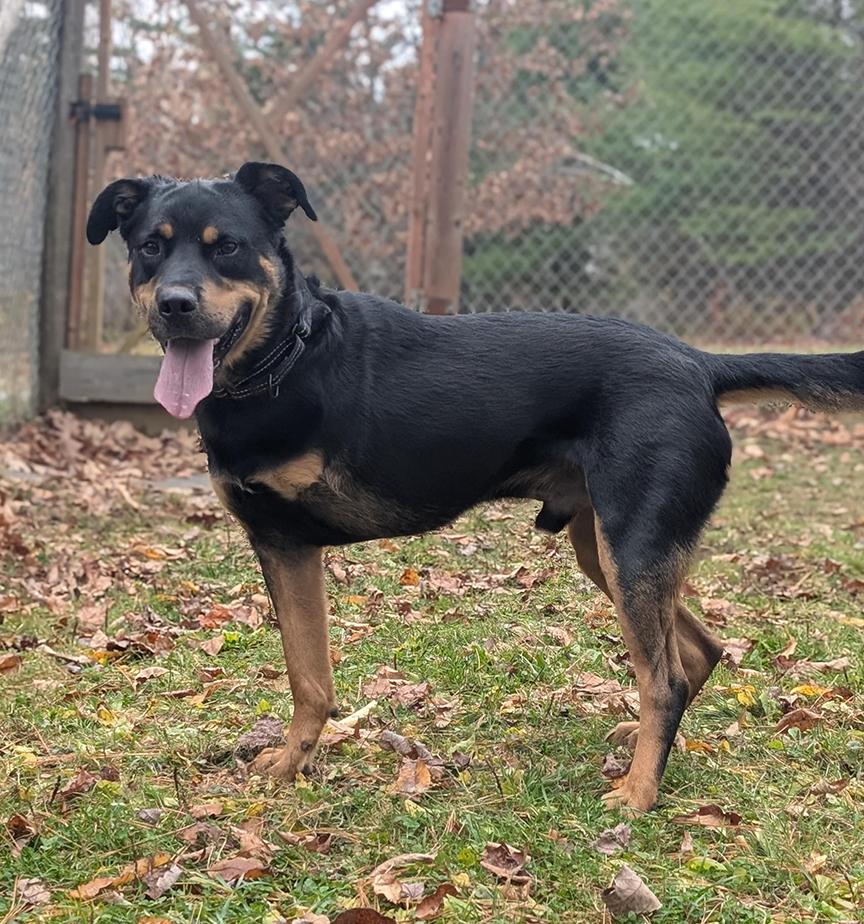 Max, a Adoptable mixed breed in Stanstead, QC image 2/6