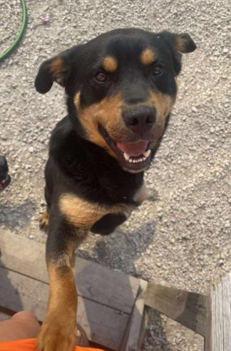 Max, a Adoptable mixed breed in Stanstead, QC image 4/6