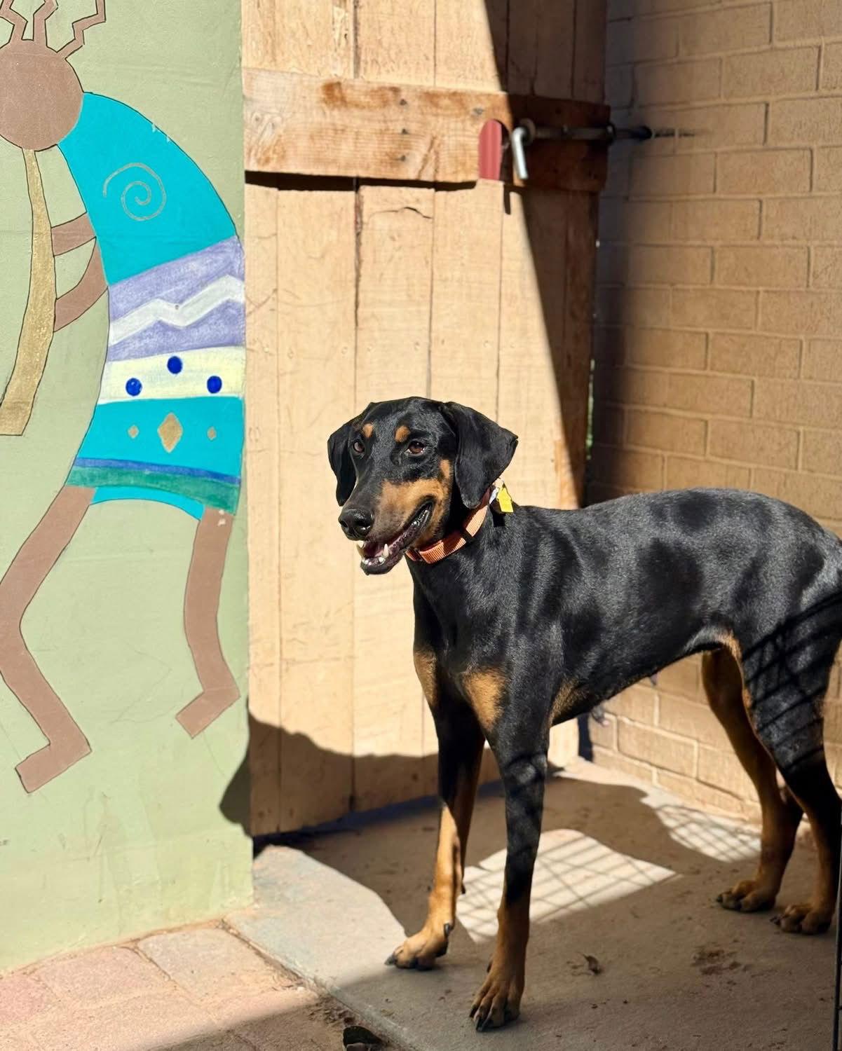 Thelma, a Adoptable Doberman Pinscher in Buffalo, MN image 1/3