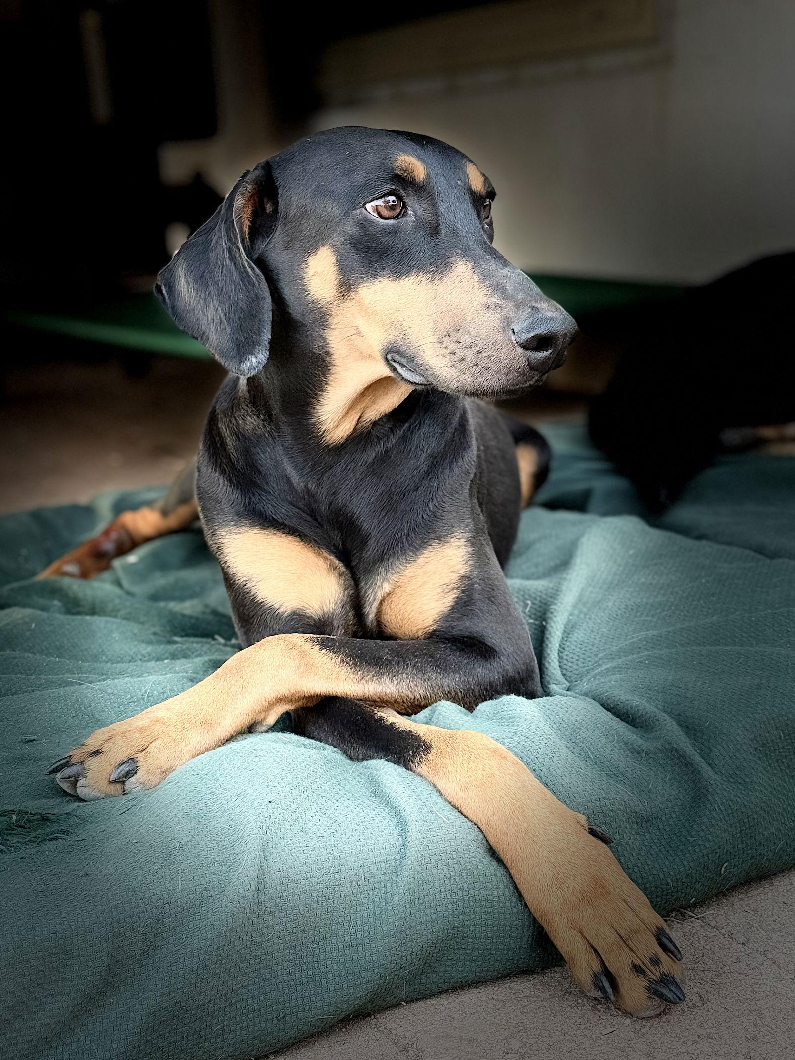 Thelma, Adoptable, Adult Female Doberman Pinscher.
