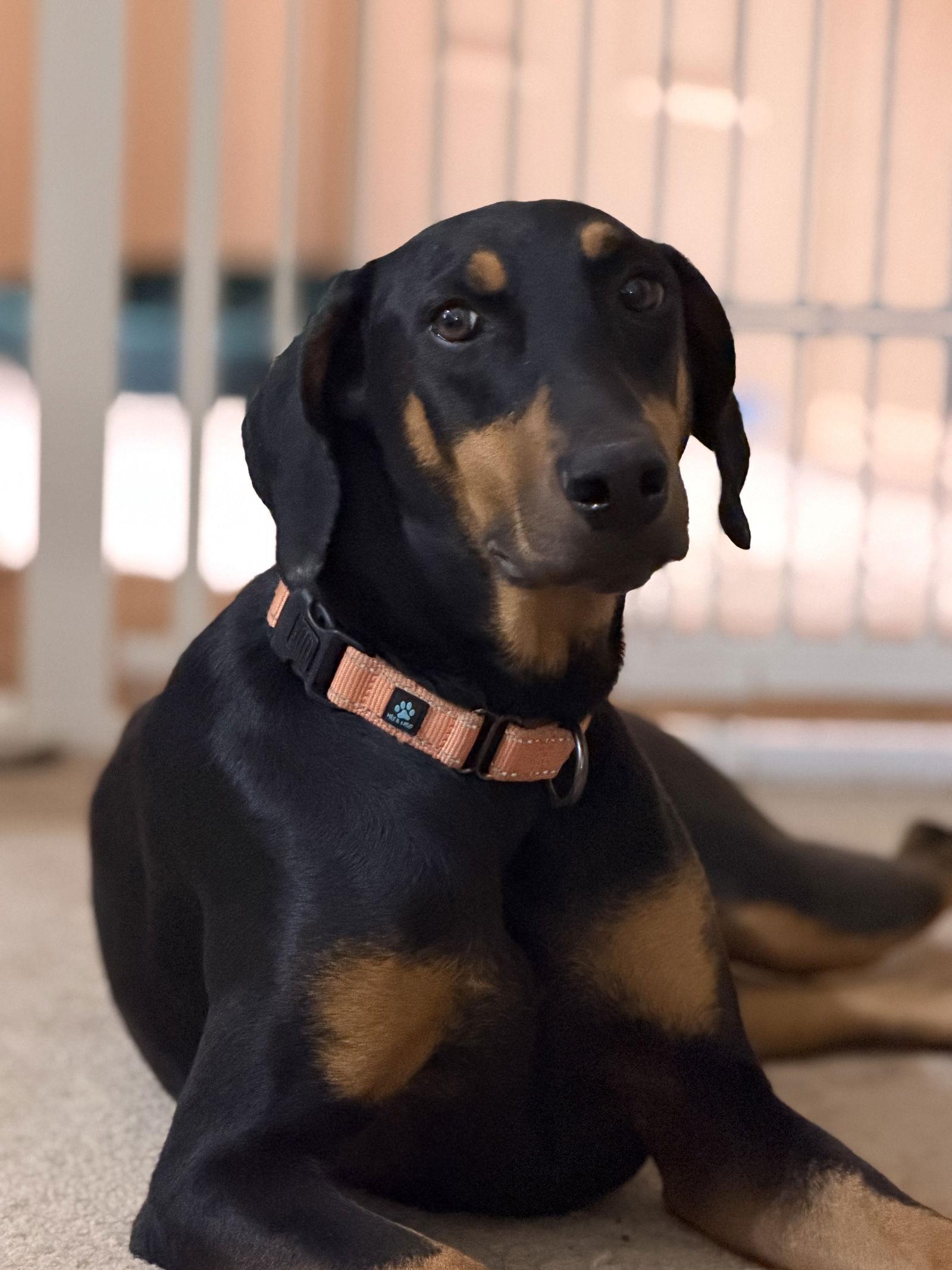 Thelma, a Adopted Doberman Pinscher in Buffalo, MN image 2/3
