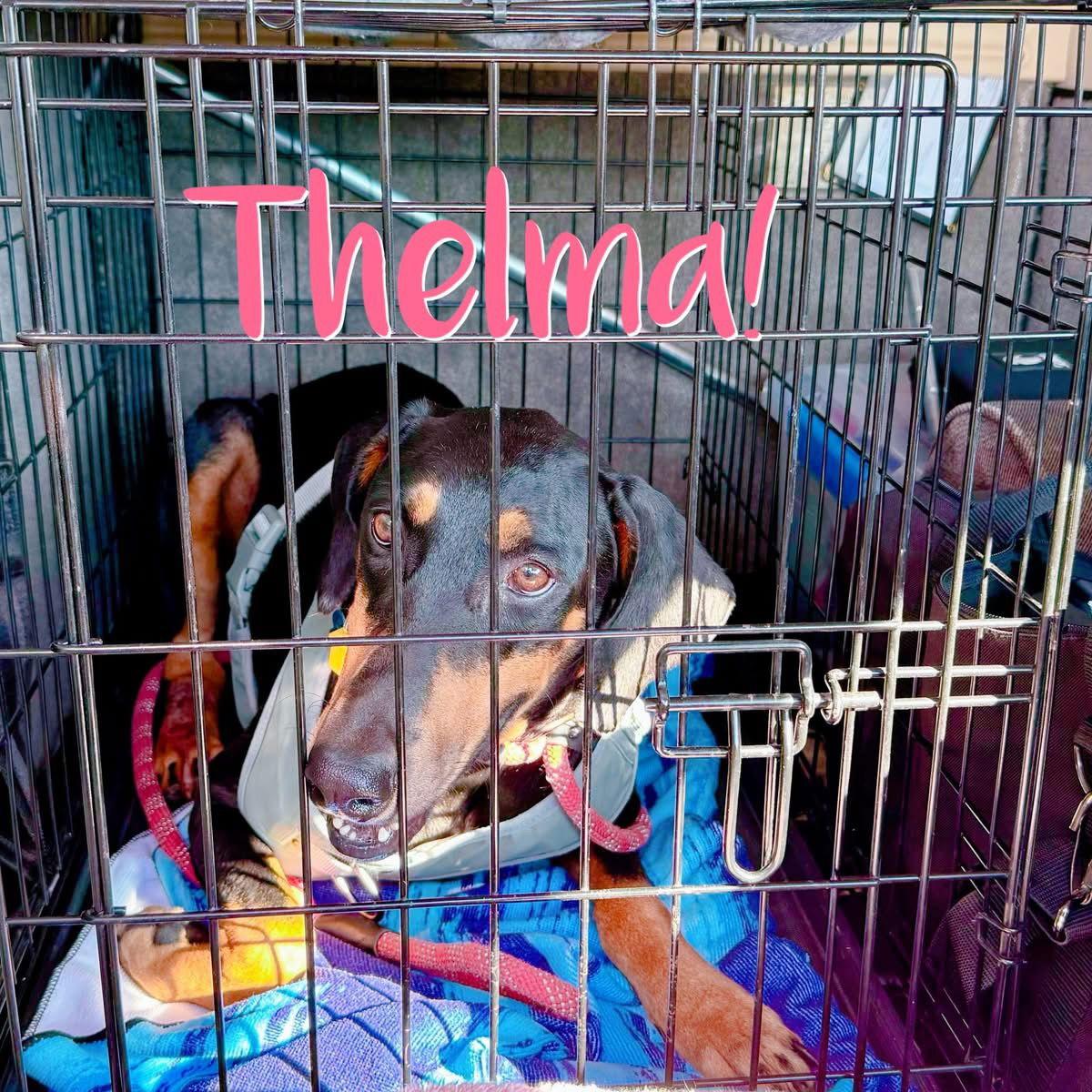 Thelma, a Adoptable Doberman Pinscher in Buffalo, MN image 2/3