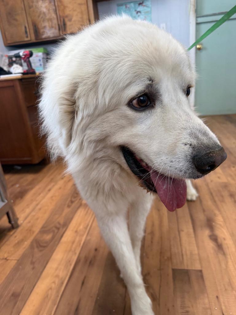 Enlarge Charlie, a Adoptable Great Pyrenees in Fayetteville, TN image 1/1