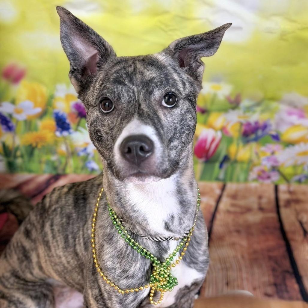 Coco The Bachelorette, Adoptable, Young Female Mixed Breed.
