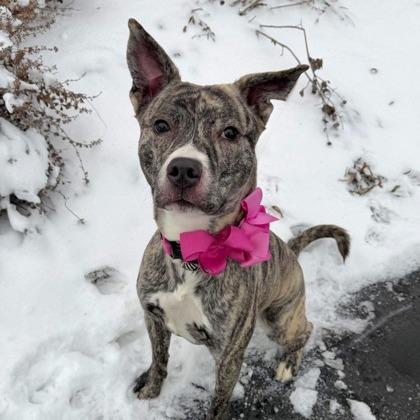 Enlarge Coco The Bachelorette, a Adoptable Mixed Breed in DeKalb, IL image 1/6