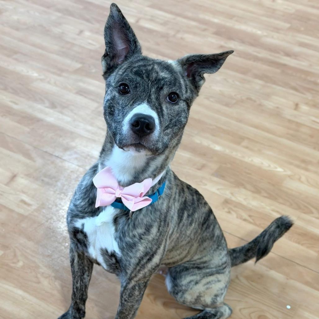 Enlarge Coco The Bachelorette, a Adoptable Mixed Breed in DeKalb, IL image 3/6