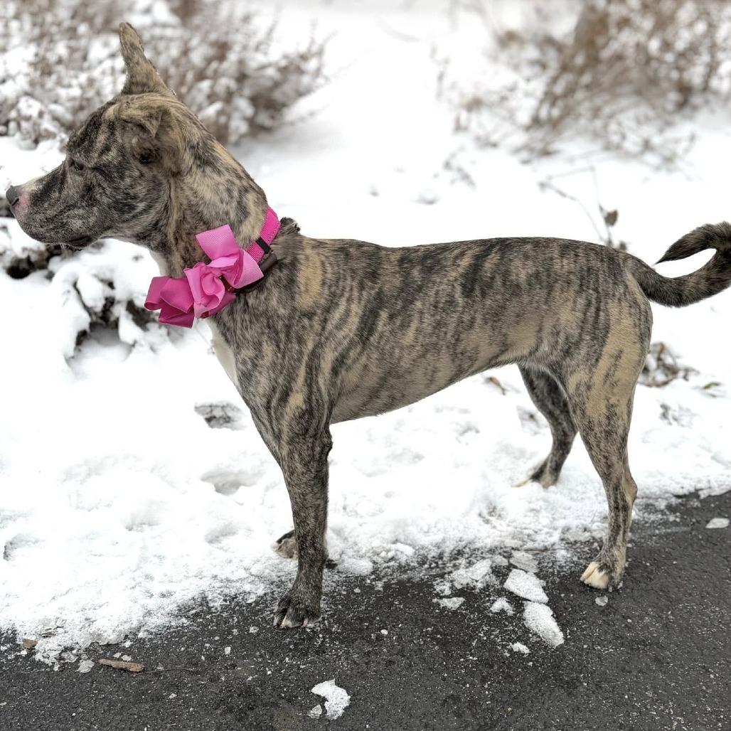 Enlarge Coco The Bachelorette, a Adoptable Mixed Breed in DeKalb, IL image 4/6