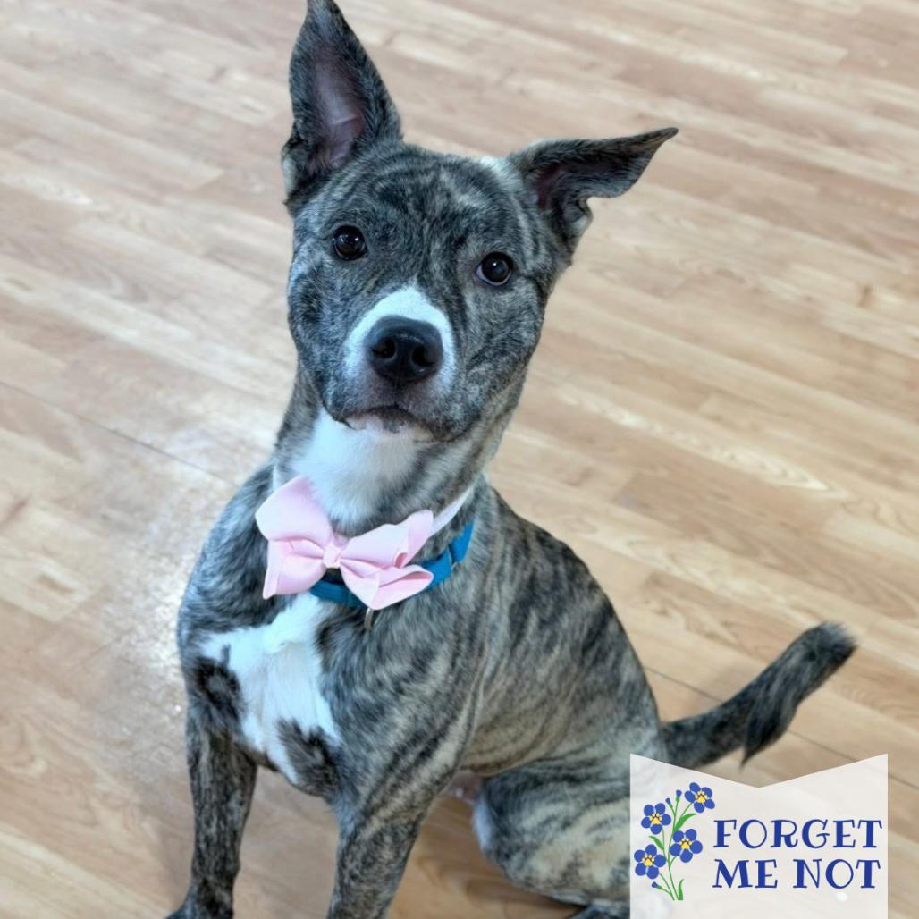 Enlarge Coco The Bachelorette, a Adoptable Mixed Breed in DeKalb, IL image 4/6