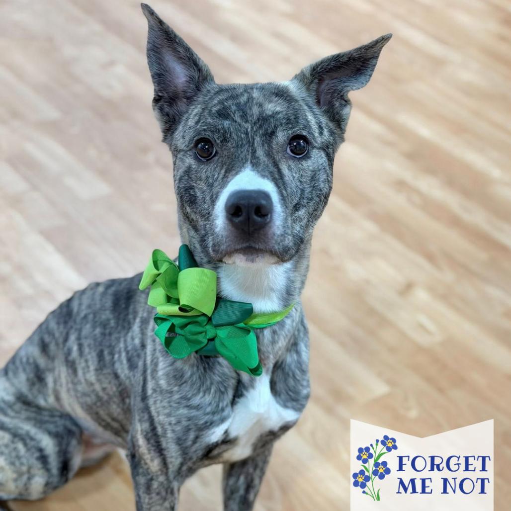 Enlarge Coco The Bachelorette, a Adoptable Mixed Breed in DeKalb, IL image 5/6