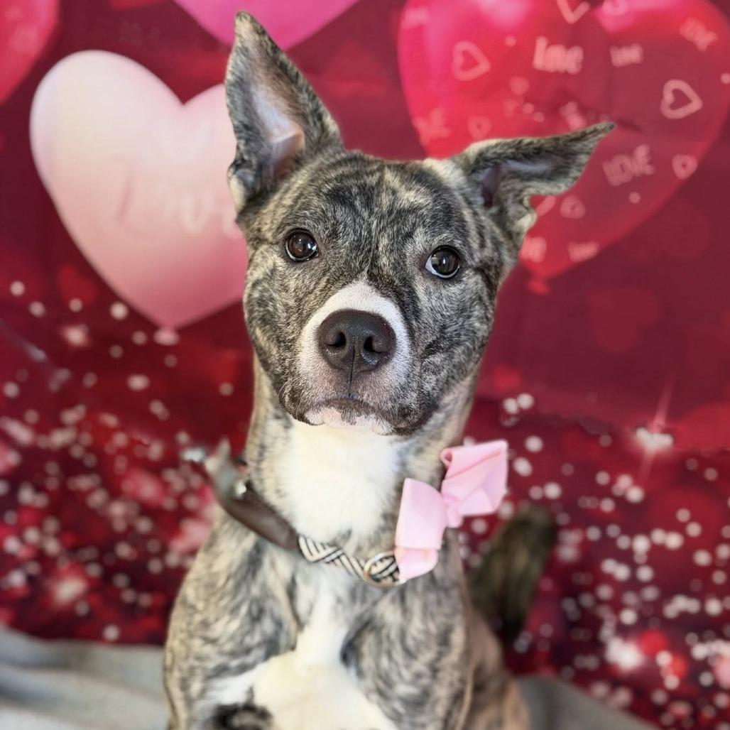 Enlarge Coco The Bachelorette, a Adoptable Mixed Breed in DeKalb, IL image 6/6