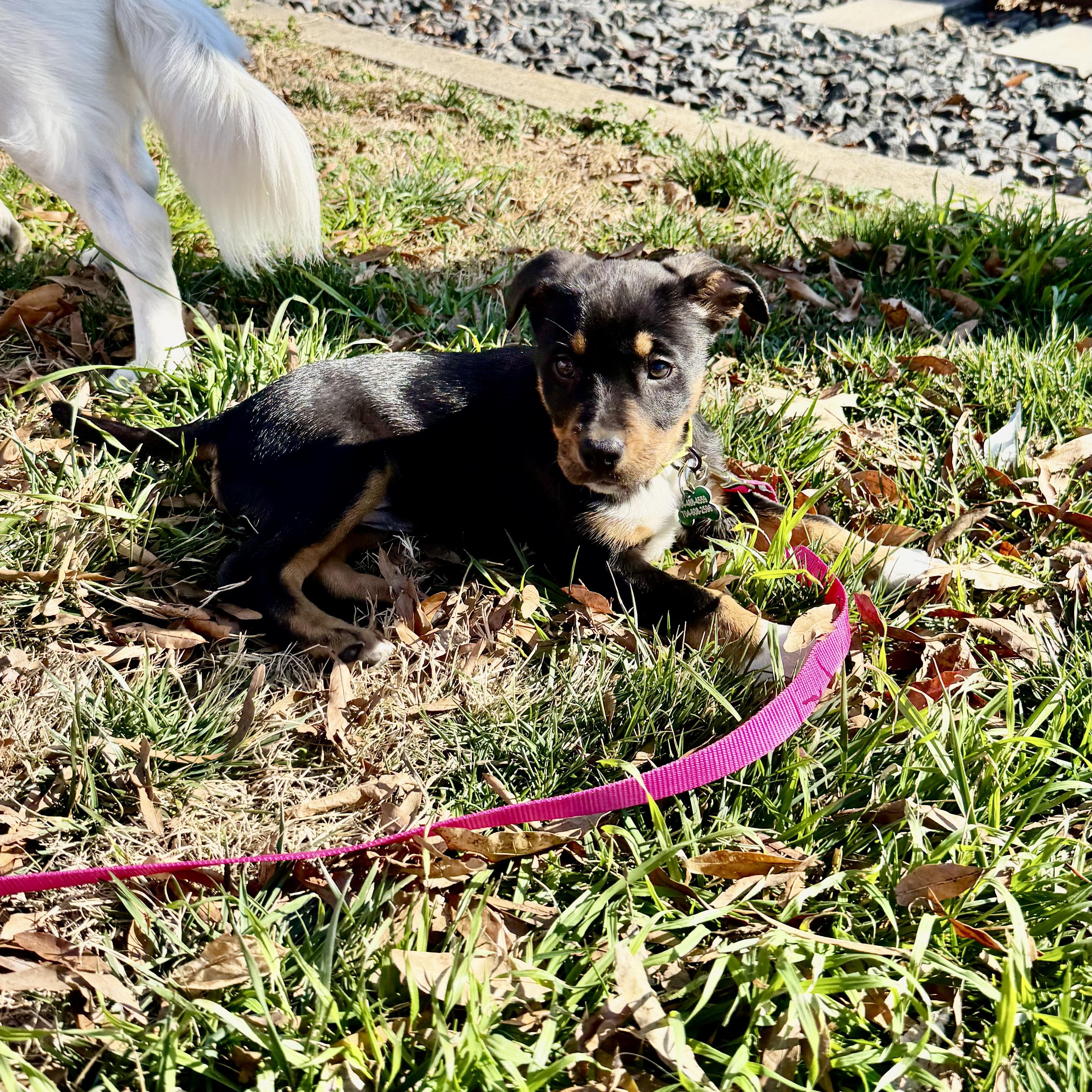 Zara, an adopted mixed breed in Charlotte, NC image 4/4