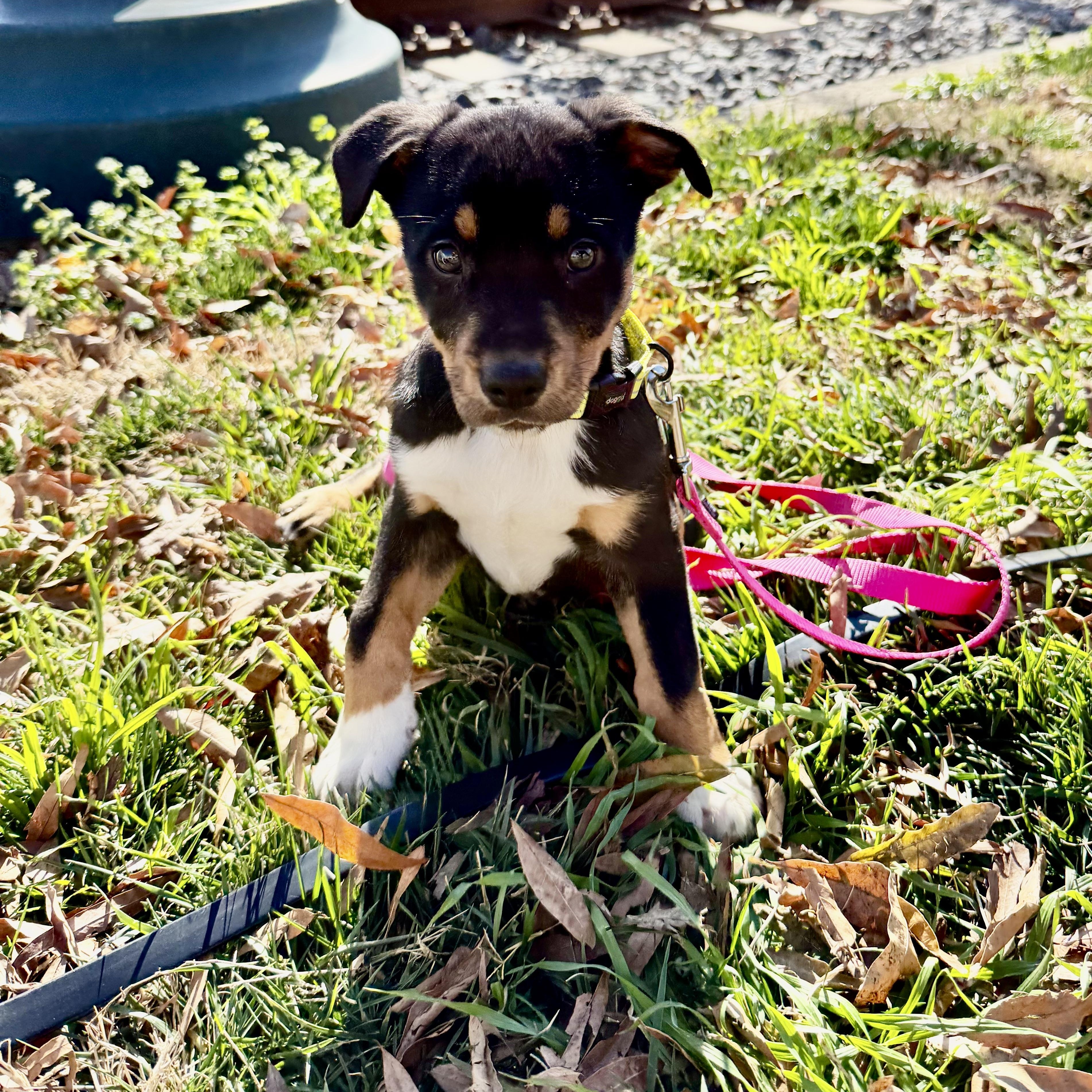 Zara, an adopted mixed breed in Charlotte, NC image 1/4