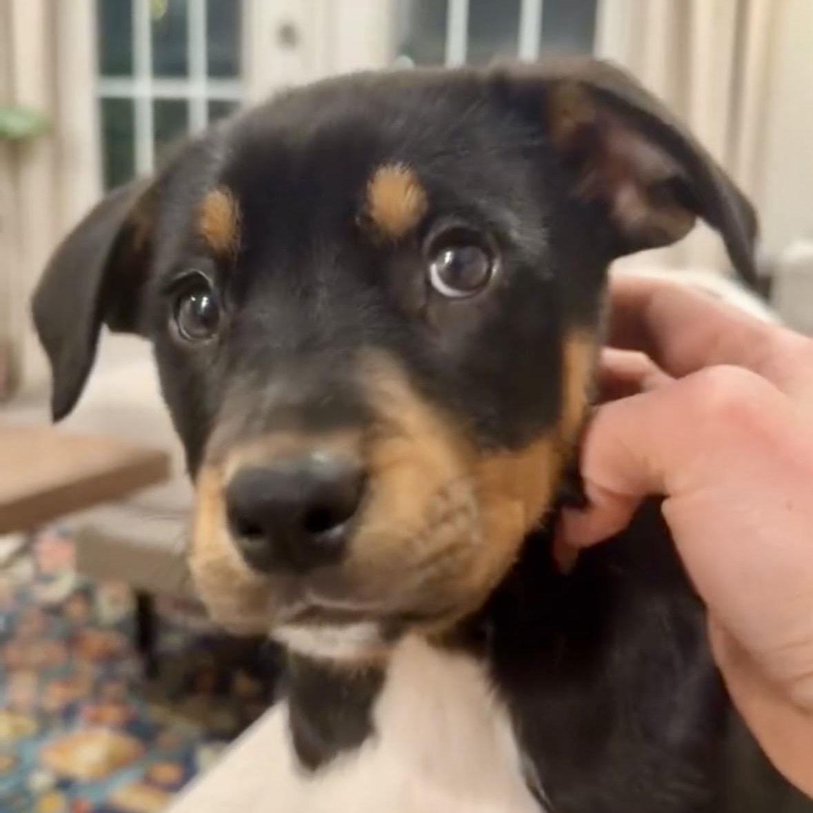 Zara, an adopted mixed breed in Charlotte, NC image 2/4