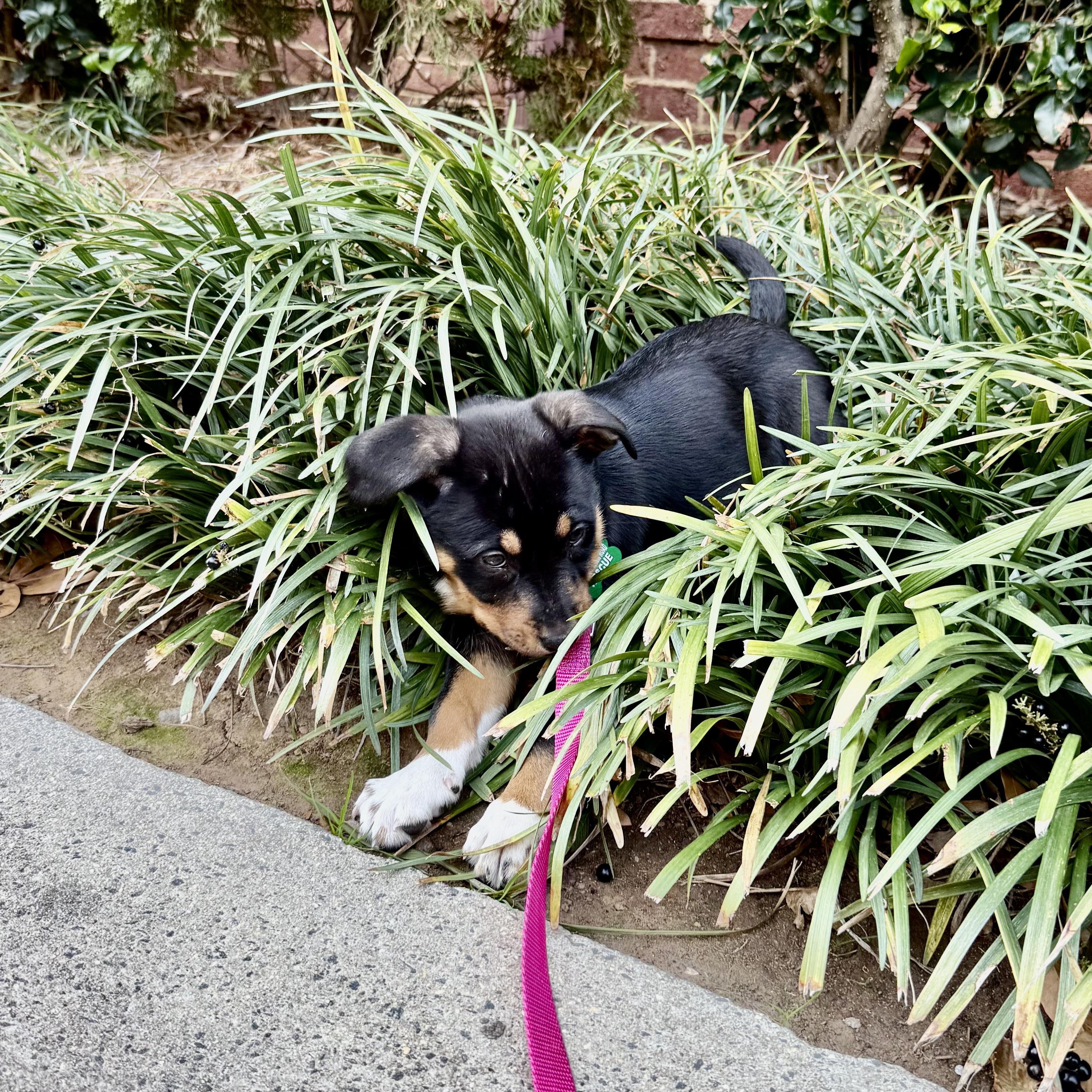Zara, an adopted mixed breed in Charlotte, NC image 3/4