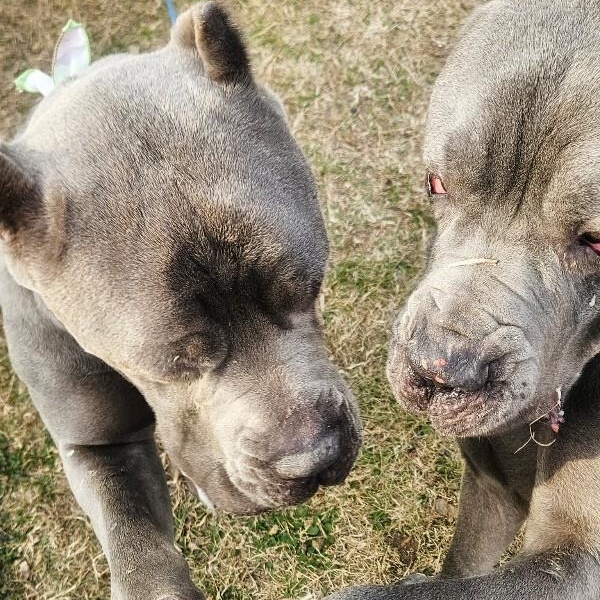 Victor lovey boy — thumbnail 3