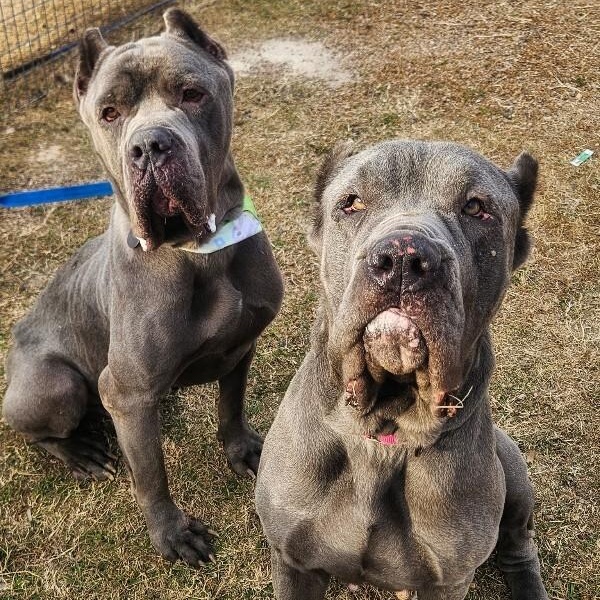 Victor lovey boy — thumbnail 5