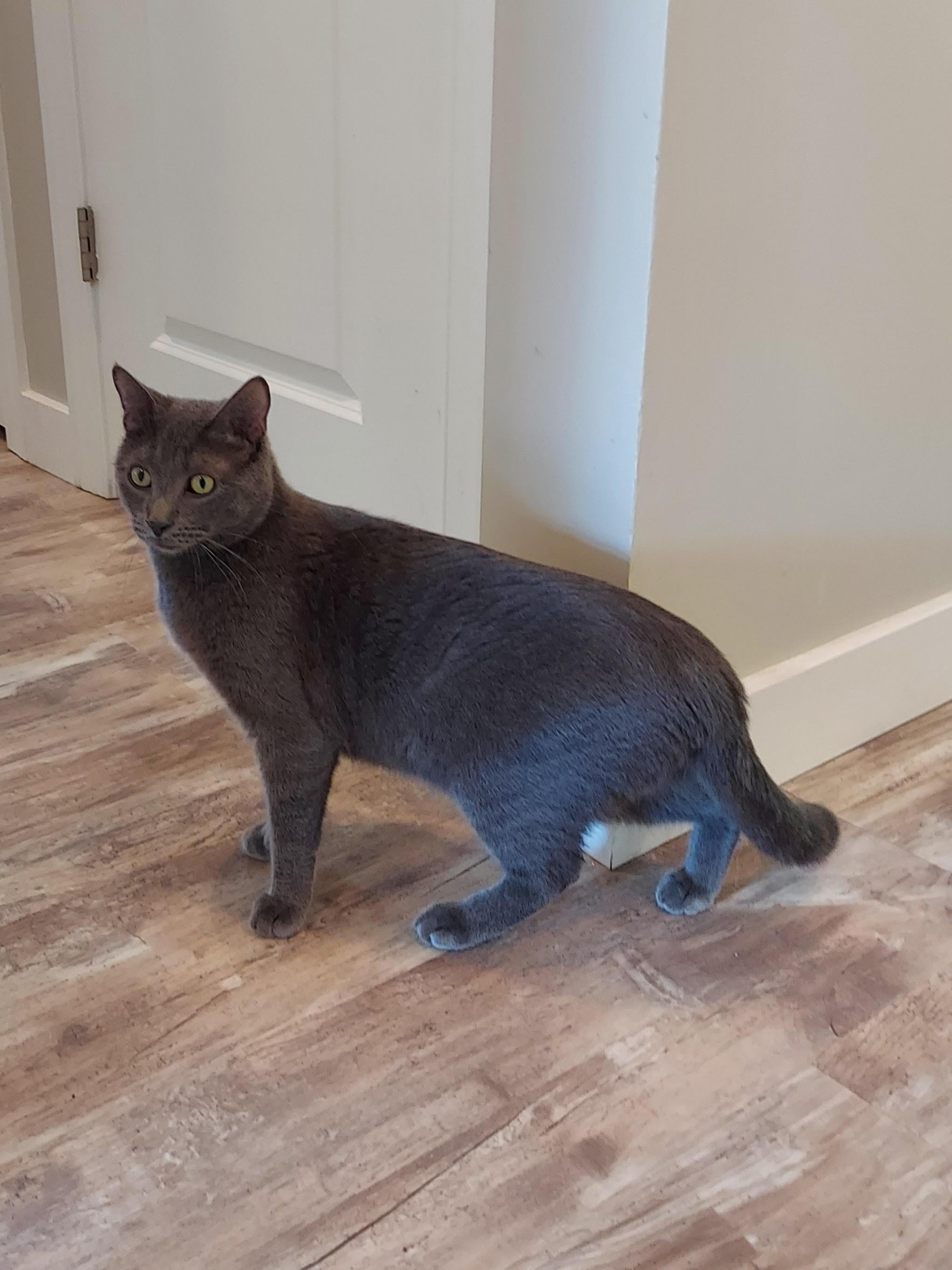 Enlarge Meet "SPENCER" the Heartthrob, a Adopted mixed breed in Centreville, VA image 1/3