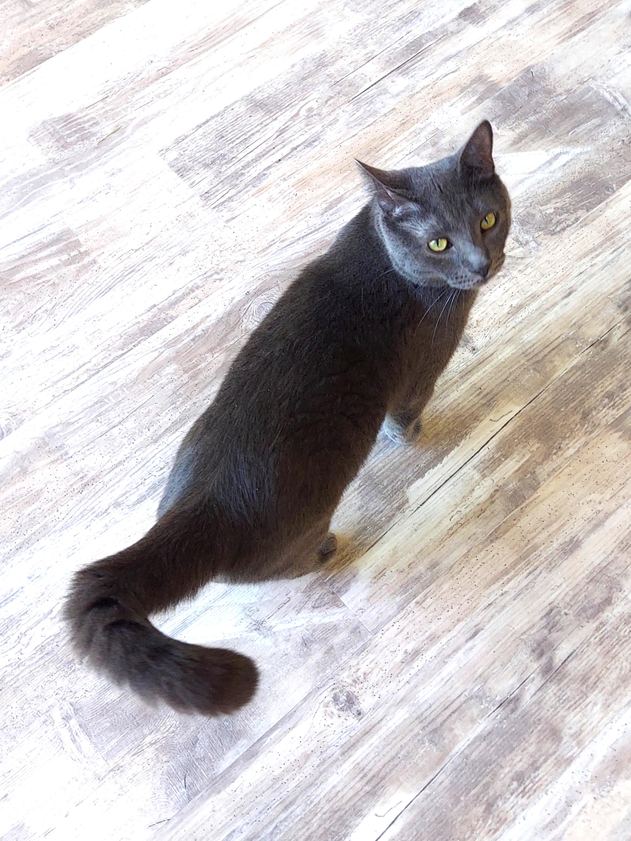 Meet "SPENCER" the Heartthrob photo 2