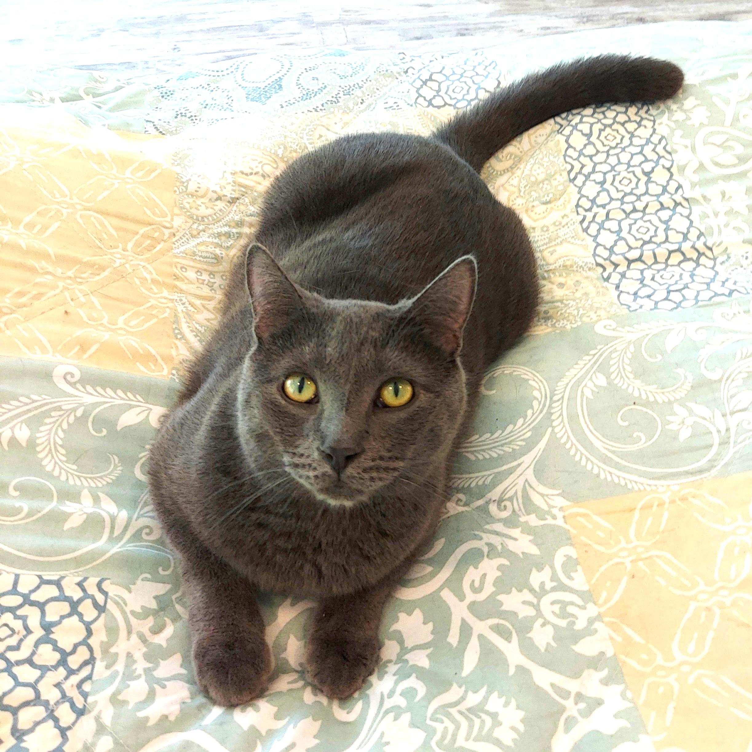 Enlarge Meet "SPENCER" the Heartthrob, a Adopted mixed breed in Centreville, VA image 3/3