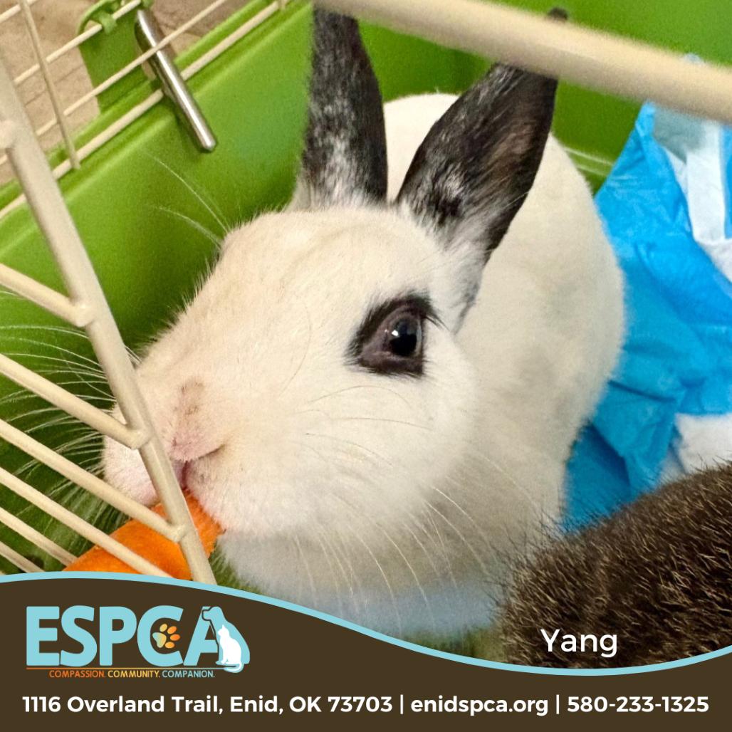 Yang, Adoptable, Young Female Bunny Rabbit.