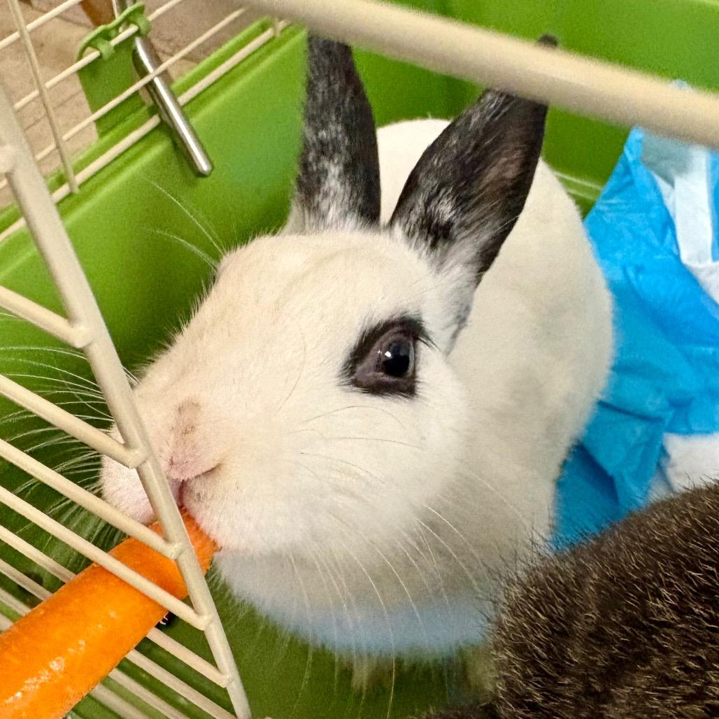 Enlarge Yang, a Adoptable Bunny Rabbit in Enid, OK image 2/2