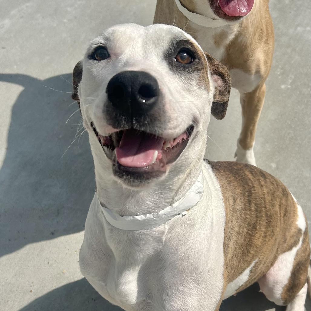 Enlarge Starla, a Adoptable Pit Bull Terrier in Birmingham, AL image 1/5