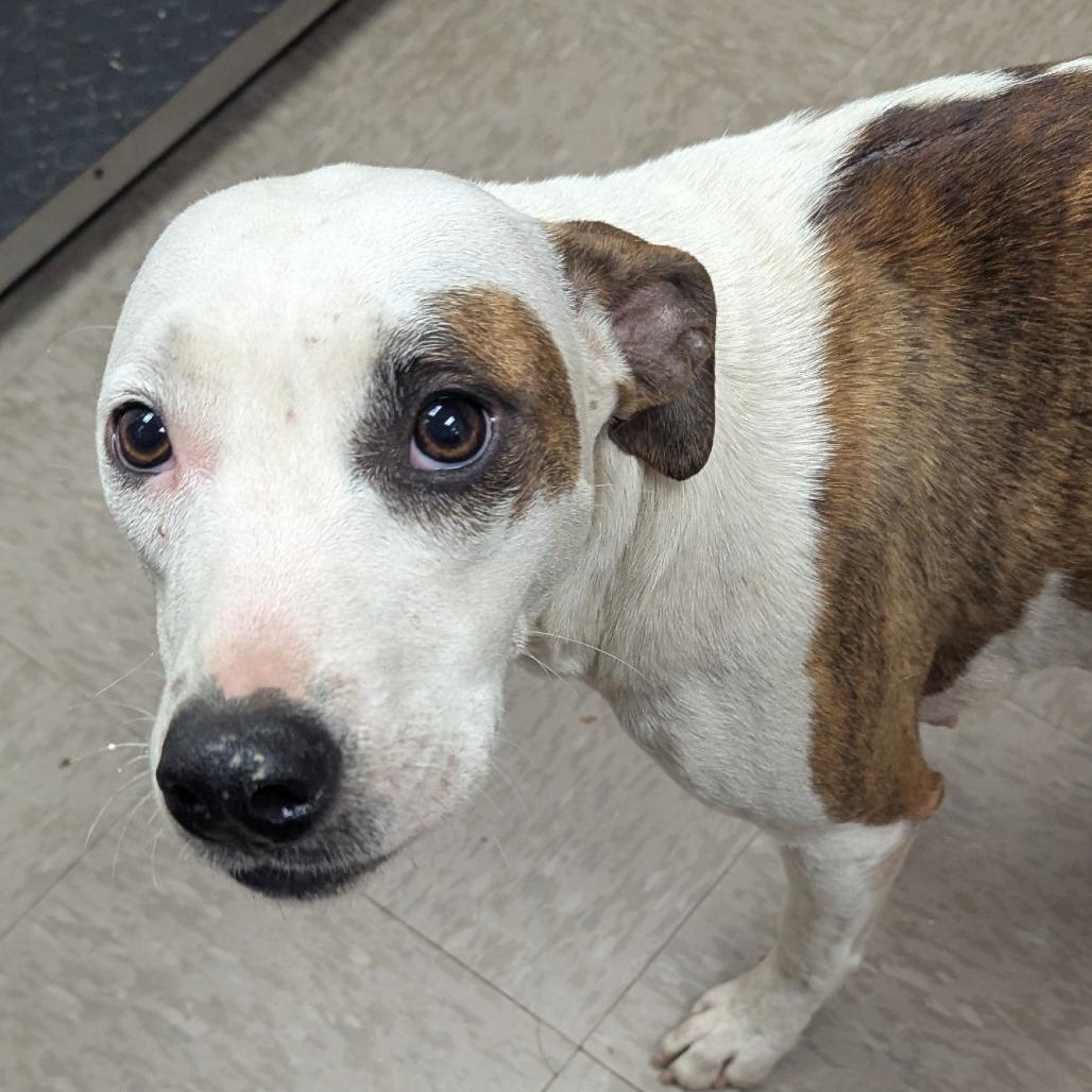 Enlarge Starla, a Adoptable Pit Bull Terrier in Birmingham, AL image 2/5