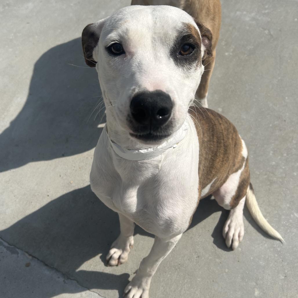 Enlarge Starla, a Adoptable Pit Bull Terrier in Birmingham, AL image 3/5