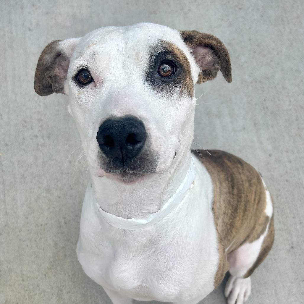 Enlarge Starla, a Adoptable Pit Bull Terrier in Birmingham, AL image 4/5