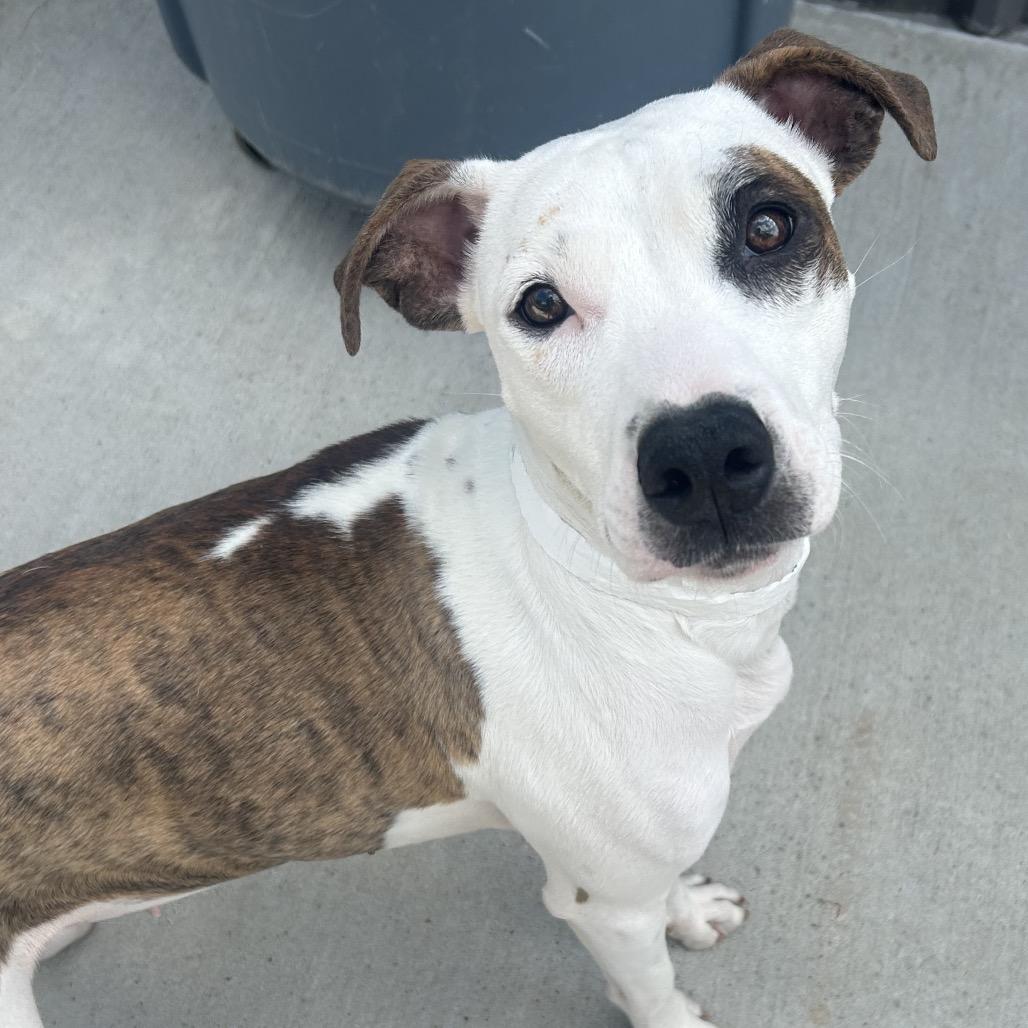 Enlarge Starla, a Adoptable Pit Bull Terrier in Birmingham, AL image 5/5