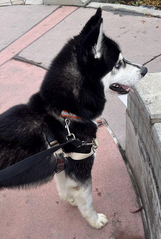 Enlarge Juan, a ADOPTABLE mixed breed in Berkeley, CA image 3/3