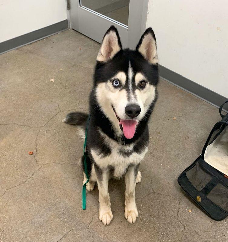 Enlarge Juan, a ADOPTABLE mixed breed in Berkeley, CA image 2/3