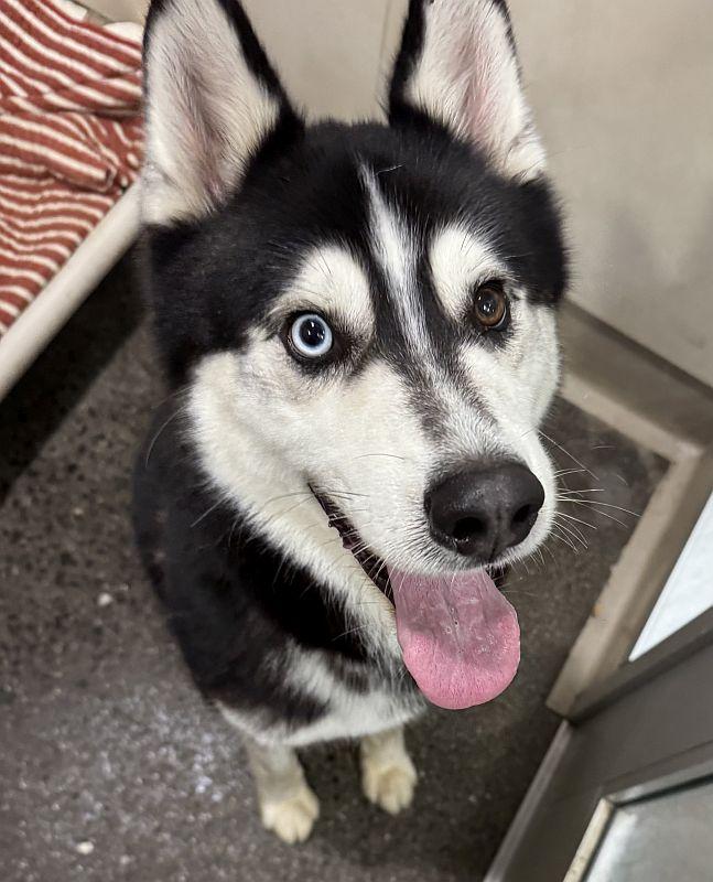 Juan, ADOPTABLE, Puppy Male Husky.