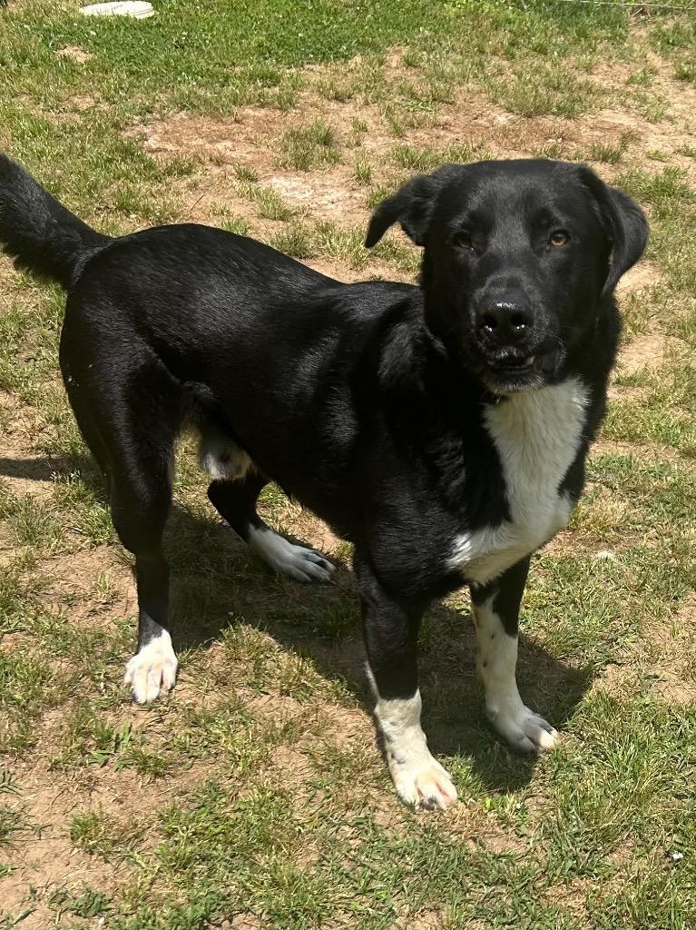 Mickey, Adoptable, Young Male Retriever.