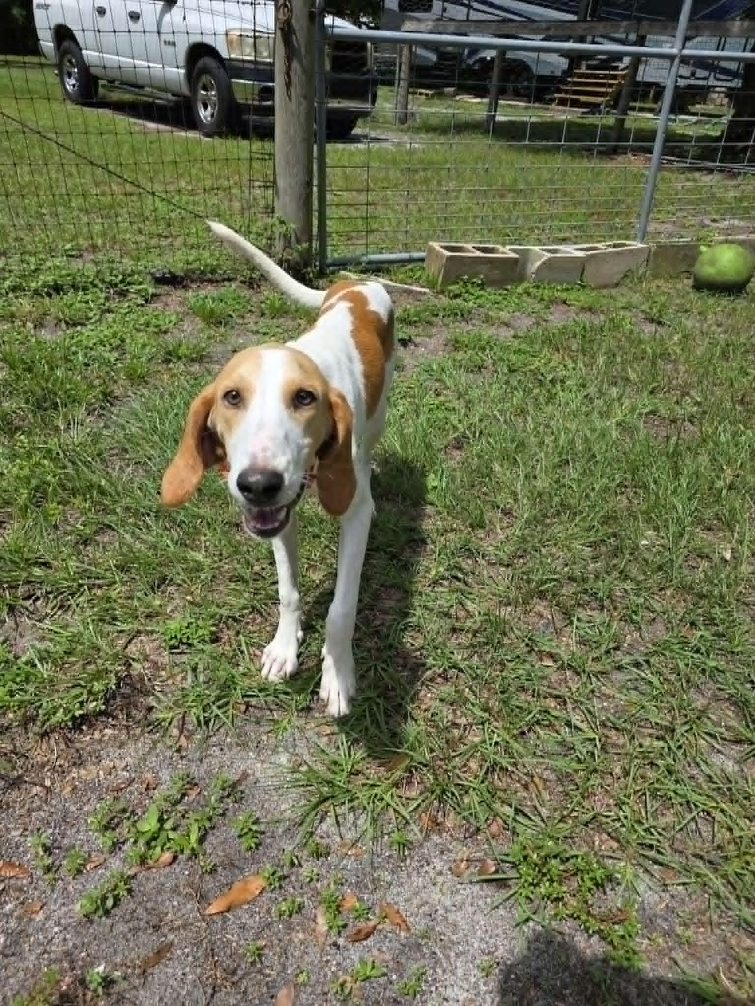 Enlarge Marty, a ADOPTABLE Hound in Umatilla, FL image 4/5