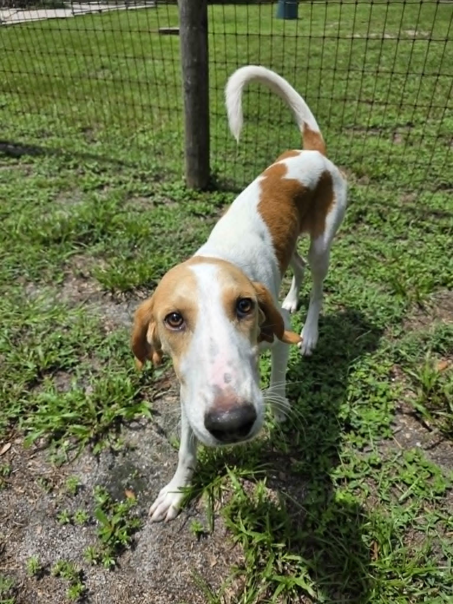 Enlarge Marty, a ADOPTABLE Hound in Umatilla, FL image 2/5