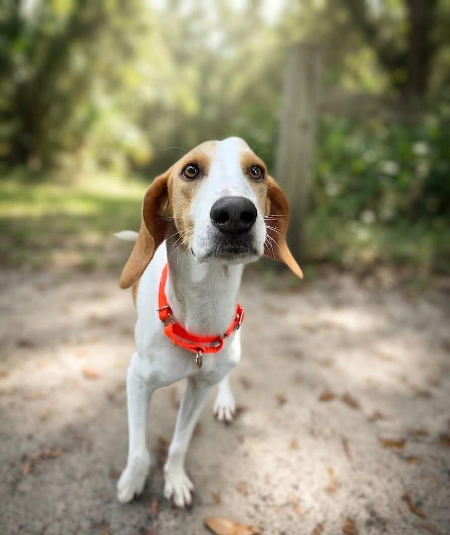 Enlarge Marty, a ADOPTABLE Hound in Umatilla, FL image 5/5