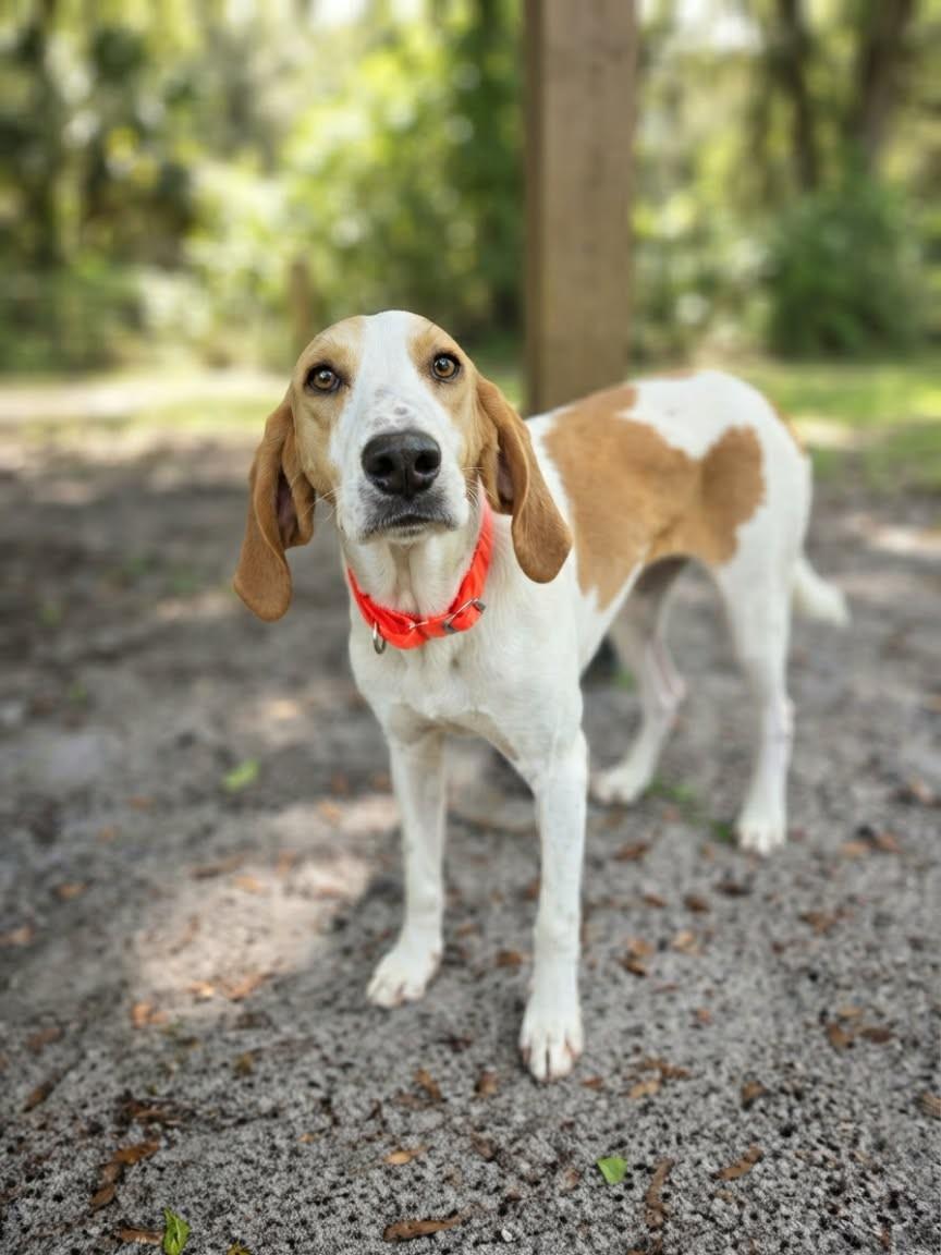 Enlarge Marty, a ADOPTABLE Hound in Umatilla, FL image 1/5