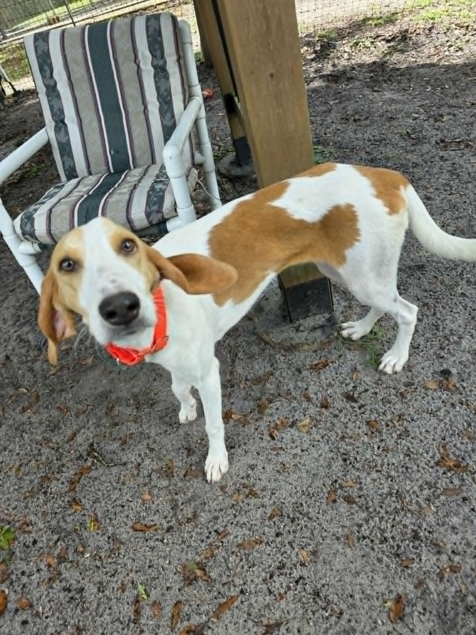 Enlarge Marty, a ADOPTABLE Hound in Umatilla, FL image 3/5