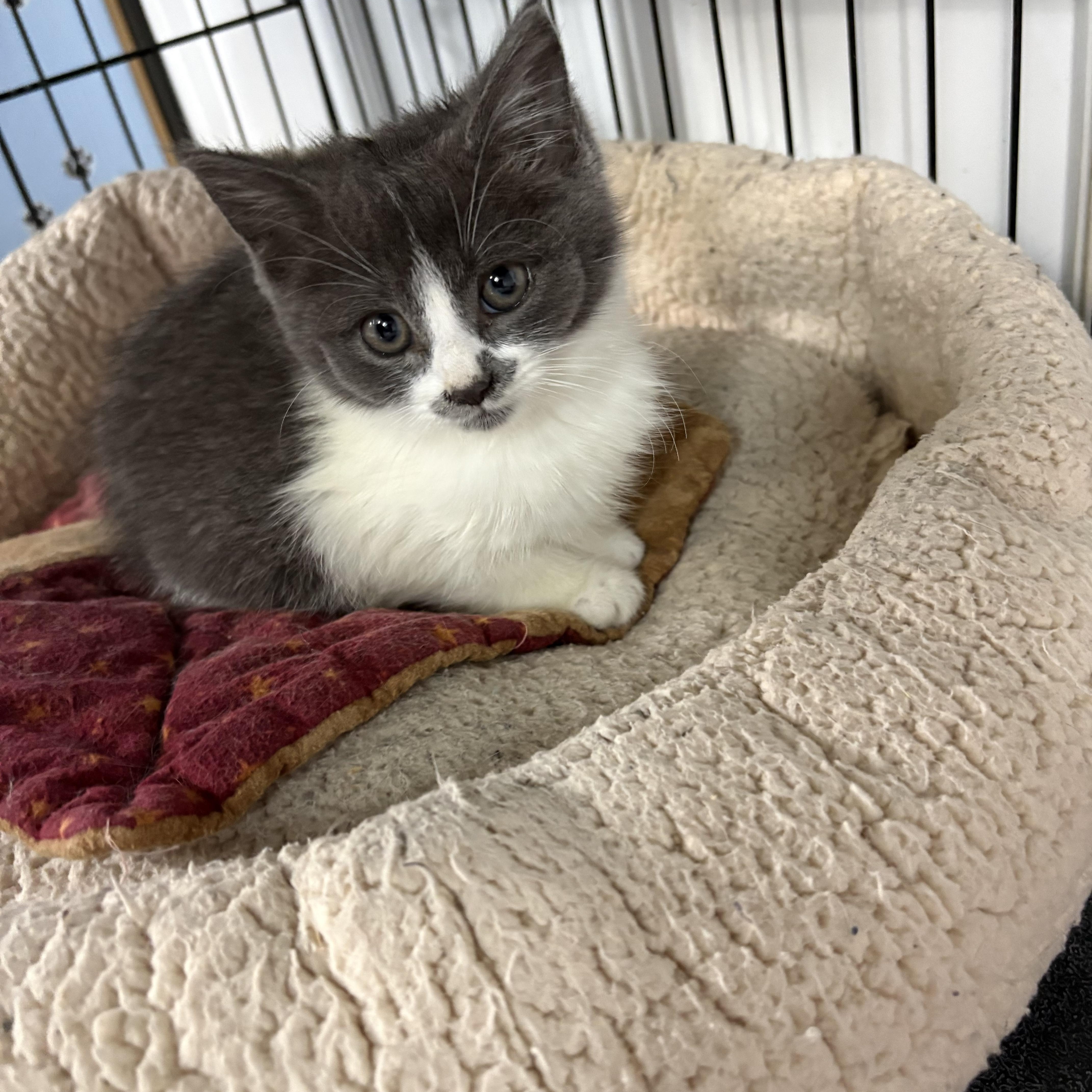 Enlarge Marble, a Adoptable American Shorthair in Big Rapids, MI image 1/3